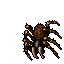 Image of Tarantula