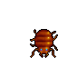 Old Bug